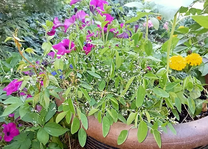 Petite Maison Avec Jardin Calme