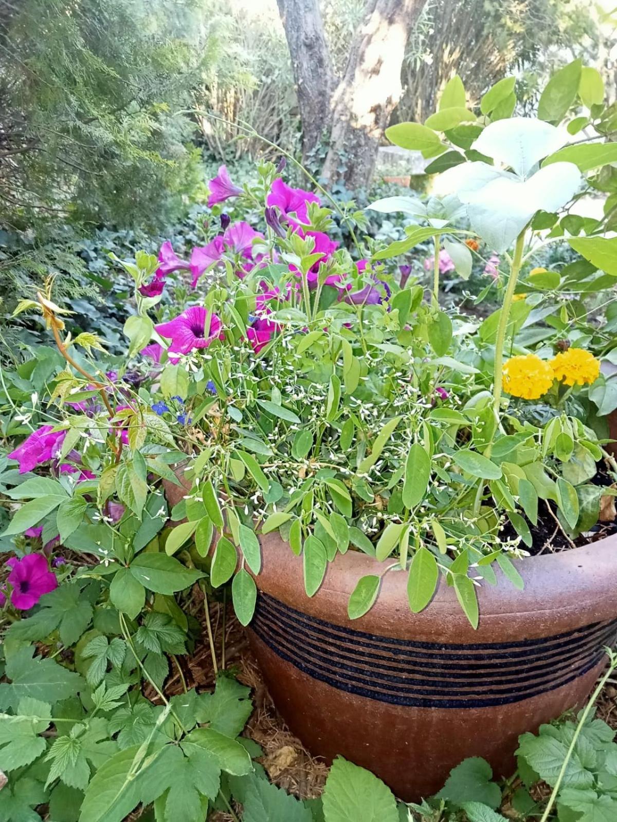 Petite Maison Avec Jardin Calme *